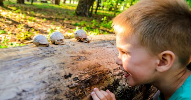 LOS PRECEPTOS DEL SLOW SCHOOLING