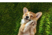 -5 When my dog died.