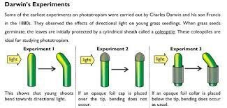 Charles Darwin's experiments on plants