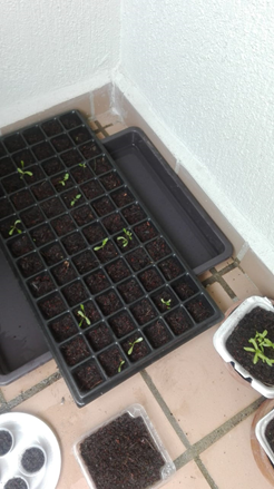 Germinación de semillas