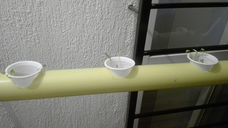 Introducción de plantas a la maquina