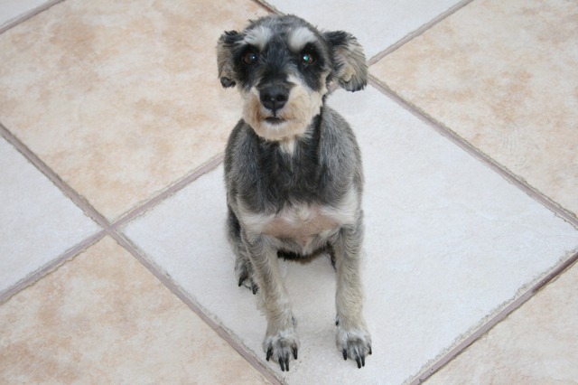 Carol e suas irmãs ganham uma cadelinha