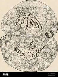 Aceptación de la nucleína