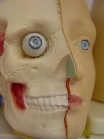 Chapter 19: The Nervous System