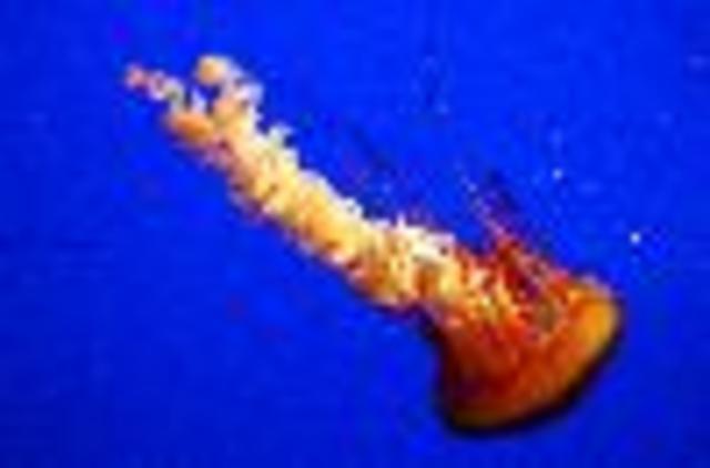 Chapter 10: Simple Invertebrates