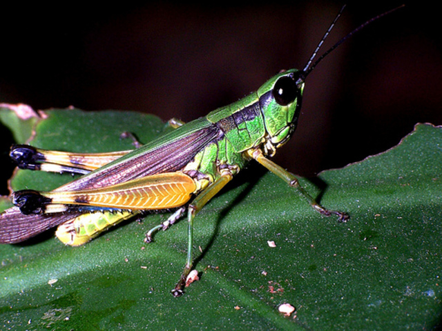 Chapter 11: Complex Invertebrates