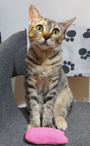 Adopció de la meva gata, Lluna