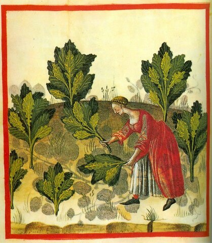 Plantas de la Farmacoterapia Minoica, Micénica y Asiria Egipcia