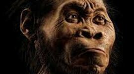 Timeline: Tipos de hominidos