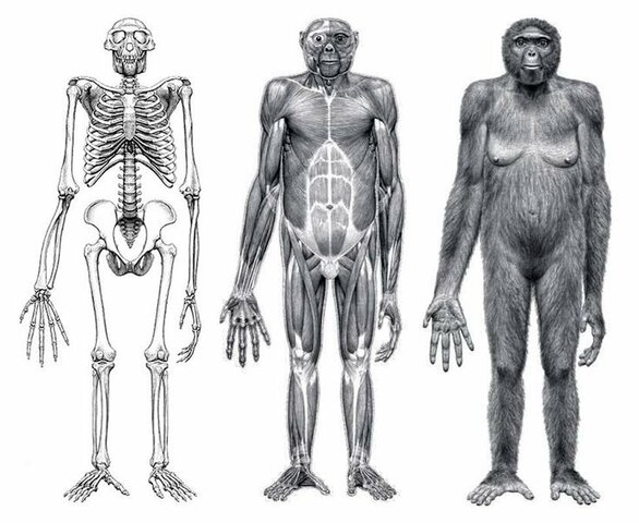 Ardipithecus ramidus