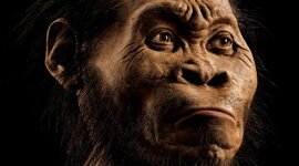 Timeline: TIPOS DE HOMINIDOS