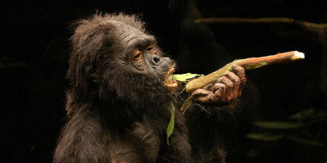 Australopithecus afarensis