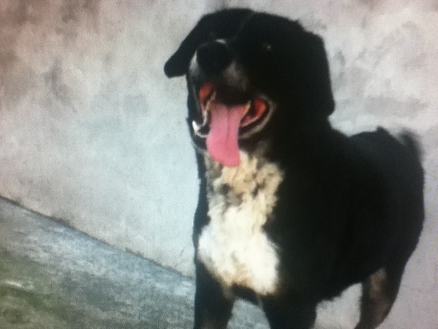 Nascimento de Belinha!