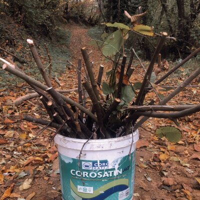 Timeline: ramasser du bois dans la forêt