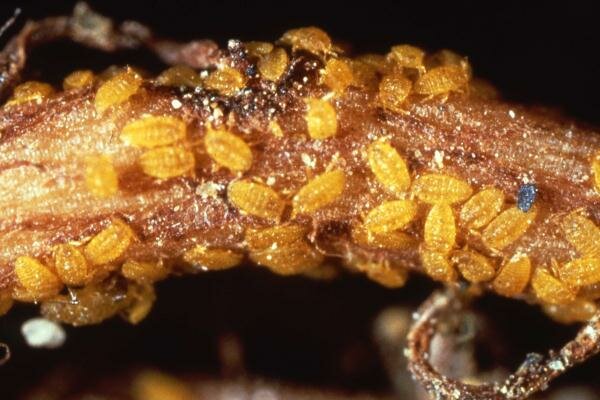 Propagación de la phylloxera