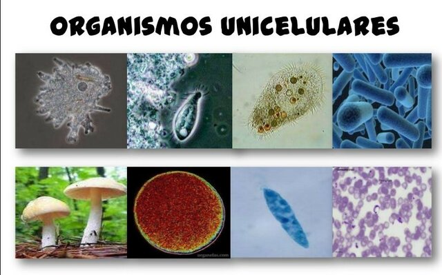 Anton Van Leeuwenhoek y Jan Swammerdan