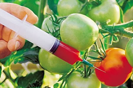 Declaración Latinoamericana sobre Organismos Transgénicos