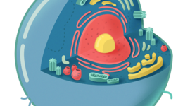 Timeline: Teoría Celular