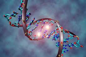 Se logra la secuencia completa del genoma humano.