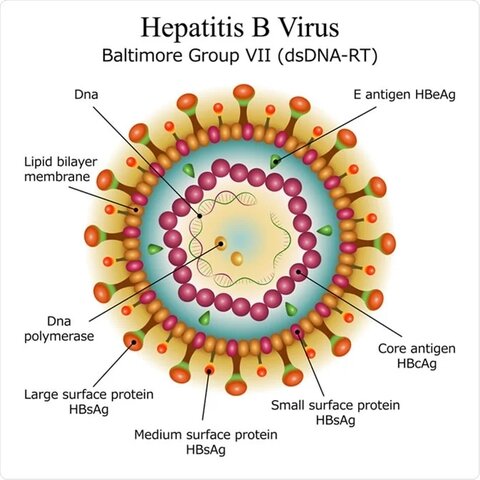 Estructura de la hepatitis b