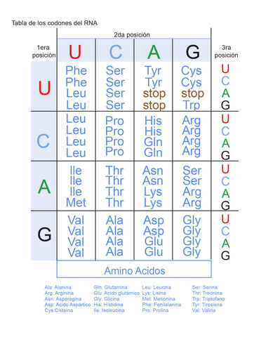Se descifra el código genético