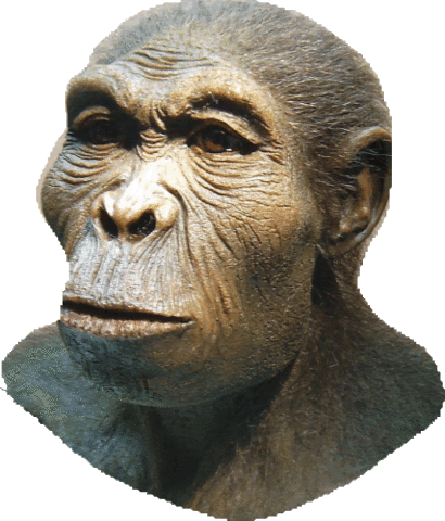 Homo habilis