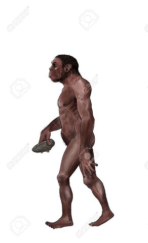 Homo Habilis