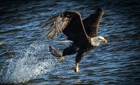 Bald Eagle Protection Act