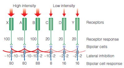 Mach Bands (Optical Illusions)