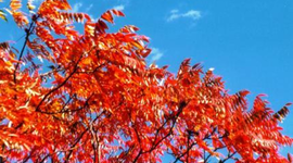 Timeline: November Schedule