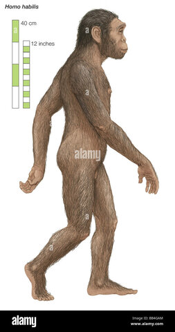 HOMO HABILIS