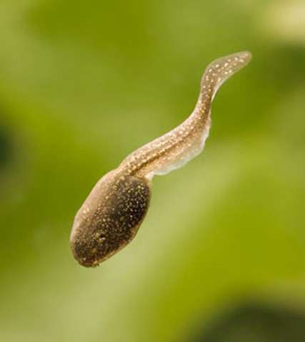 Tadpole
