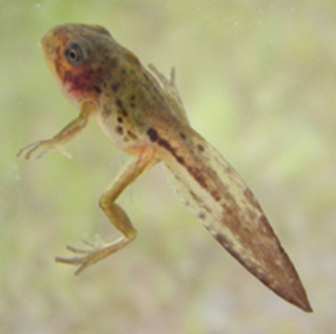 Tadpole with legs