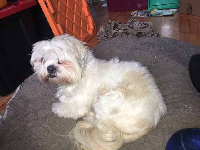 +5 When i got my dog bruno