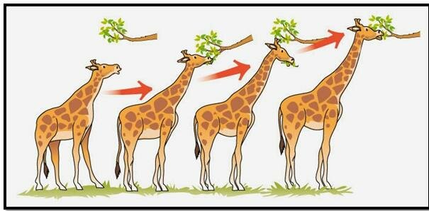 Philosophie zoologuique