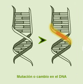 Aportaciones para la teoría sintética.