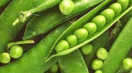 Timeline: Herencia mendeliana