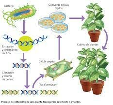 Primeras plantas transgénicas