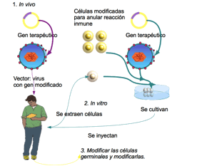 Organismo producido por ingeniería