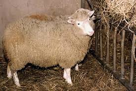 La oveja Dolly
