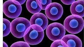 Timeline: Teoria Celular