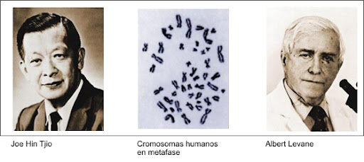 Joe Hin Tjio  y Albert Levane
