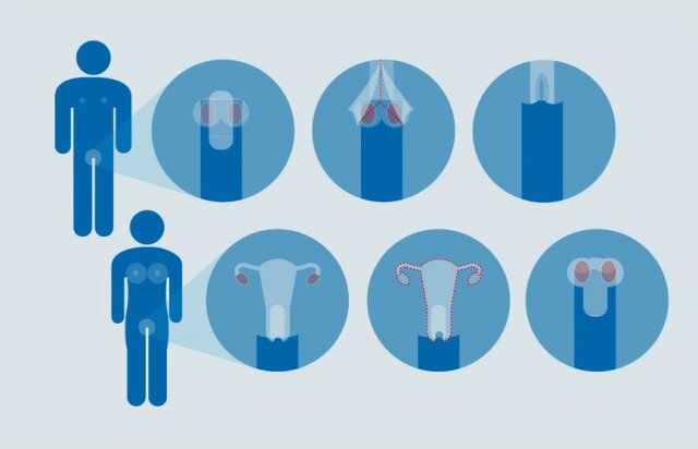 Derecho a cirugía reasignación de sexo.