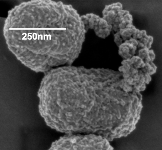 Las primeras bacterias