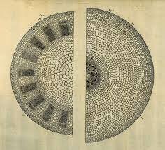Nehemiah Grew y los organos de reproducción