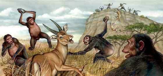 Homo habilis