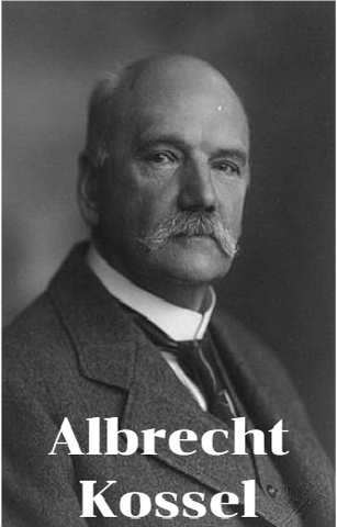 Albrecht Kossel