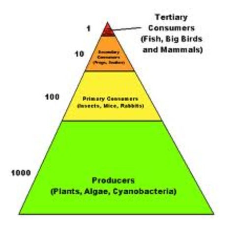 Trophic Levels (Energy)
