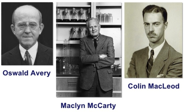 Avery, MacLeod, y McCarty