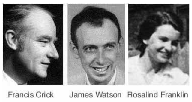 James Watson y Francis Crick (Rosalind Franklin)